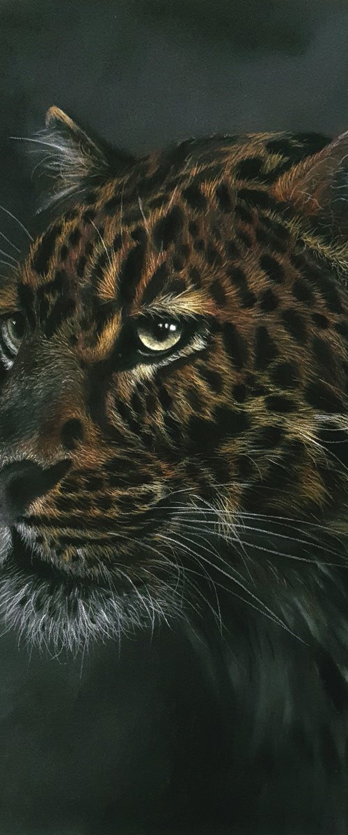 "Old Boy" Leopards Stare lV by Sean Afford