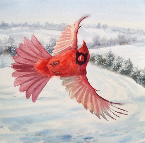 Flying Red Cardinal Watercolor by Olga Beliaeva Watercolour