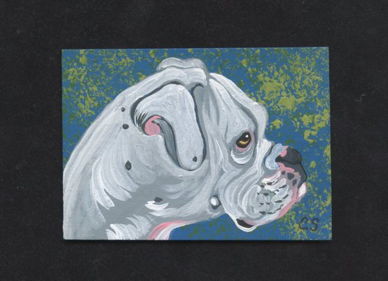 ACEO ATC Original Miniature Painting White Boxer Pet Dog Art-Carla Smale