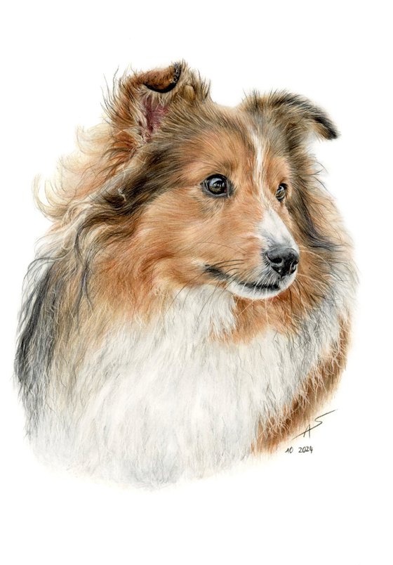 Sheltie