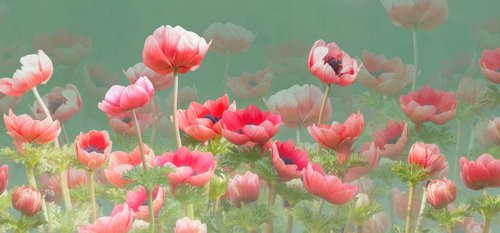 Red Anemones by Fionna Bottema