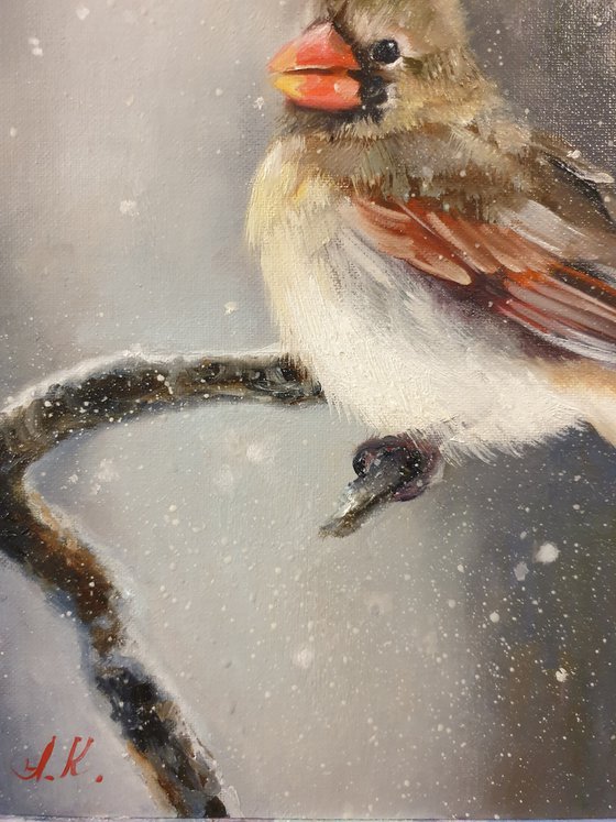 "Snow is falling.  " Cardinal of virgin   birds 2021