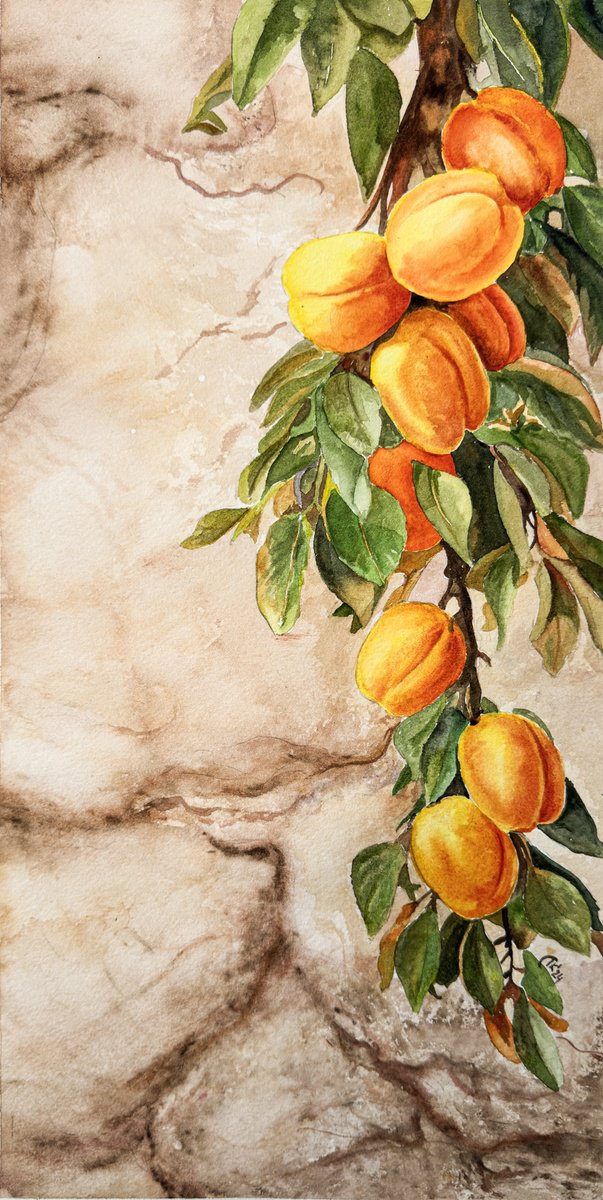 Photorealistic Watercolour , Whispers Through The Wall - Apricots By Irina Kurganskaya, 8 X 16, Artwork For Sale On Artfinder