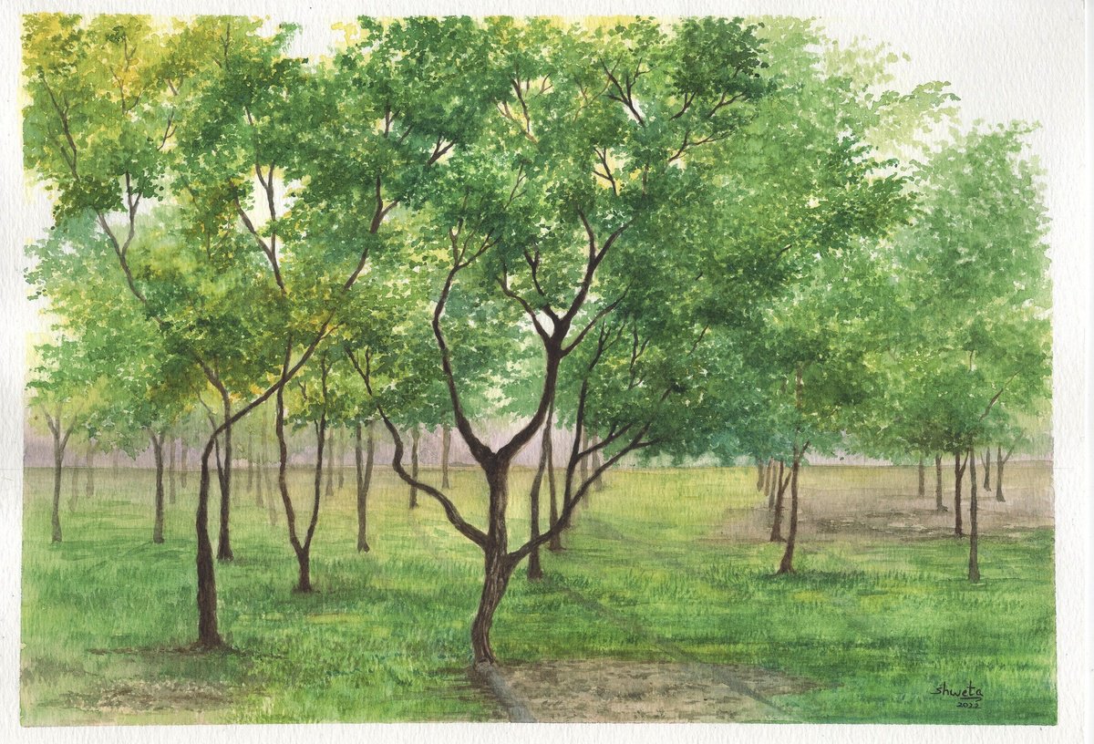 Mahogany tree grove watercolor painting by Shweta Mahajan