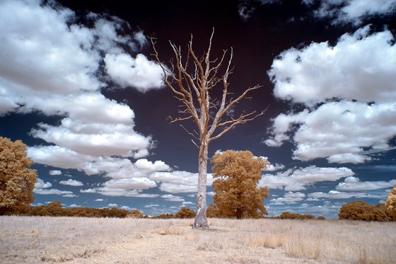 Dead Tree, Winters Copse, Bignor Estate.