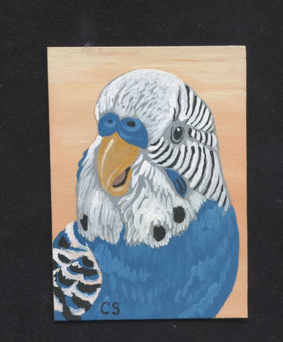 ACEO ATC Original Miniature Painting Budgie Parakeet Parrot Pet Bird Art-Carla Smale