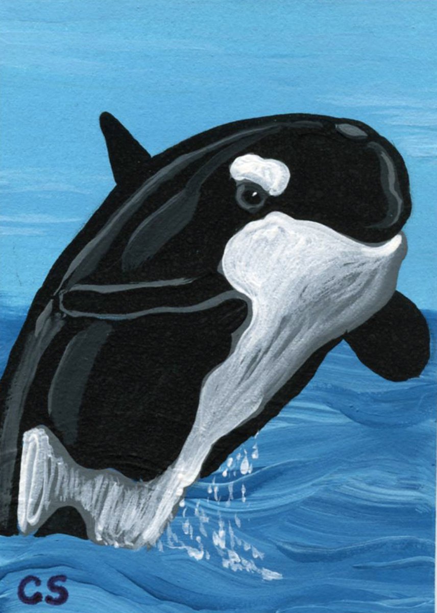 ACEO ATC Original Miniature Painting Orca Killer Whale Marine Wildlife Art-Carla Smale by carla smale