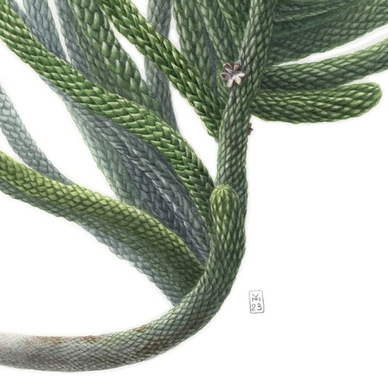 Araucaria