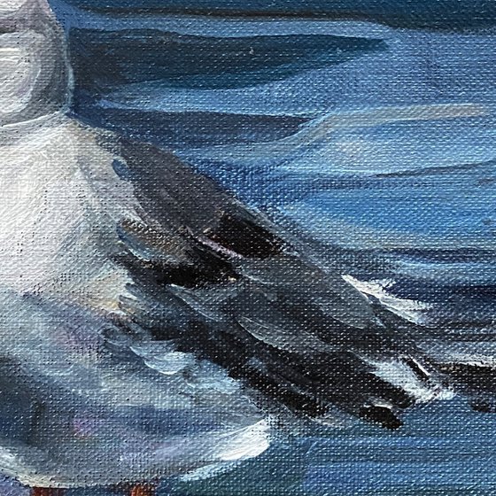 Herring Gull Sam