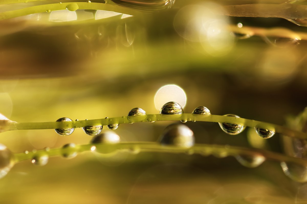 Somewhere in the mossy world - macro photo of dewdrops on the moss sporophytes, limited ed... by Inna Etuvgi