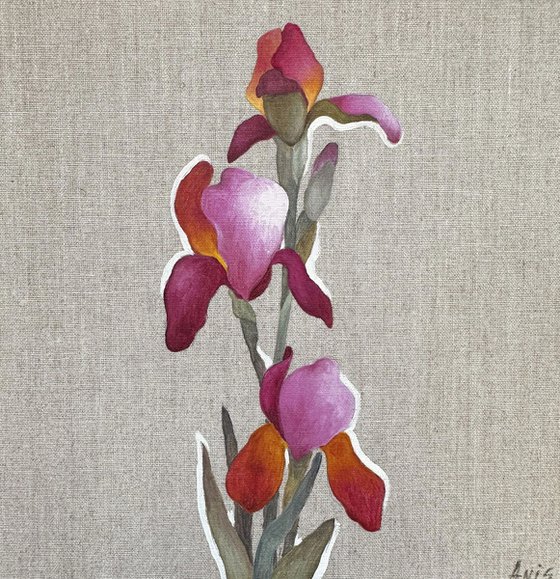 Pink Iris