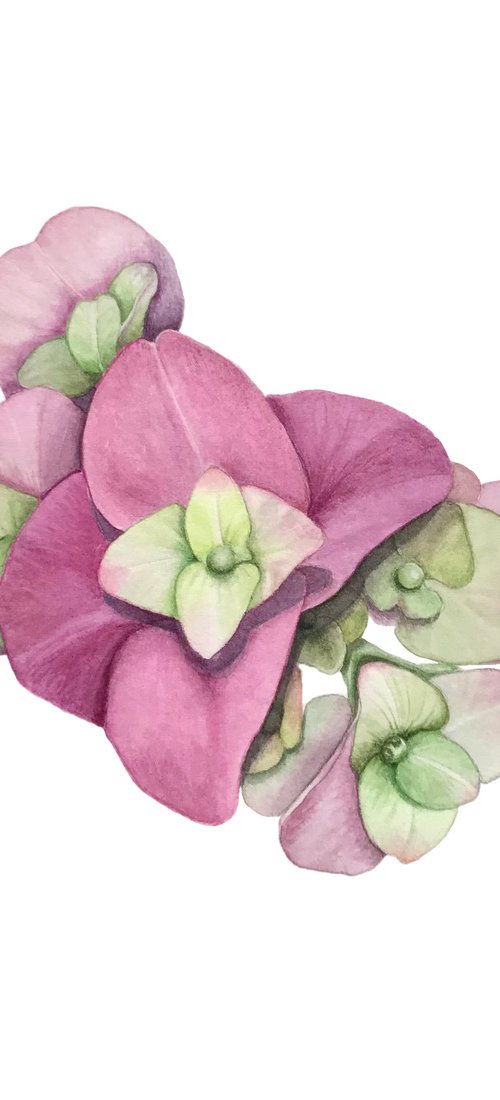 Timid hydrangea by Tetiana Kovalova
