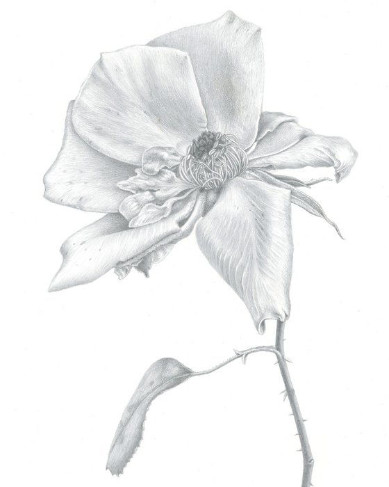 Autumn Rose