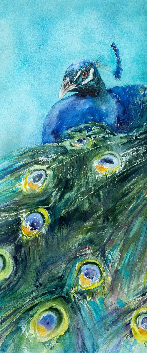 peacock by Andrzej Rabiega