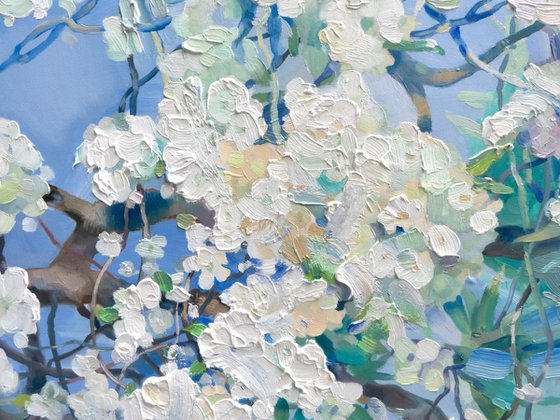 White Miracle of Spring
