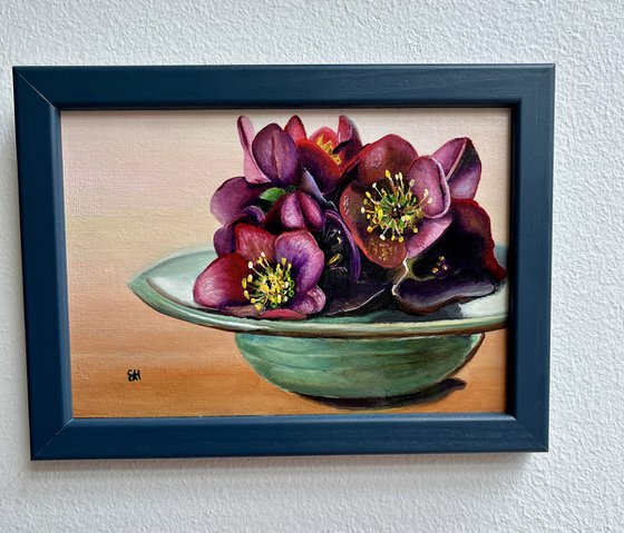 Helleborus