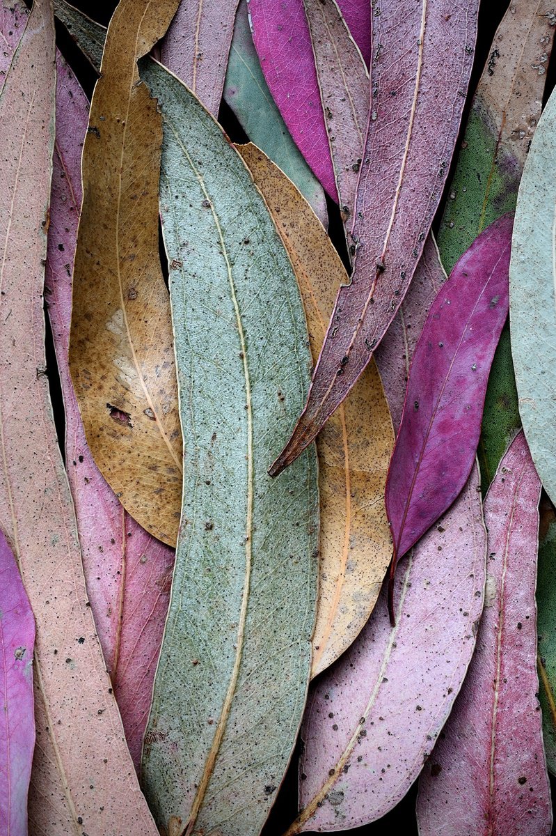 Photorealistic Photograph , Autumn Eucalypt By Nadia Culph, 24 X 35, Artwork For Sale On Artfinder