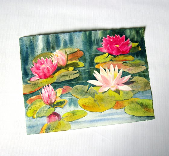 Water lilies