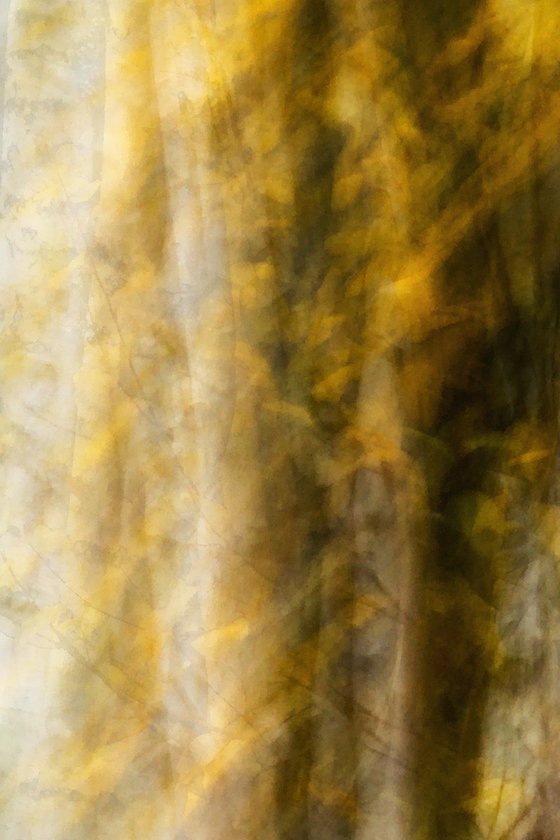 Birches (studio 8)