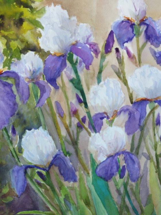 Charming irises