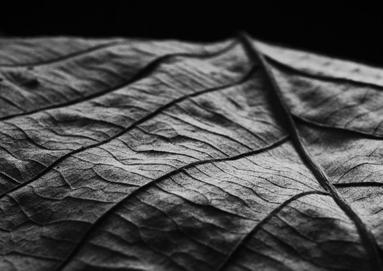 Leaf Veins VI [Framed; also available unframed]