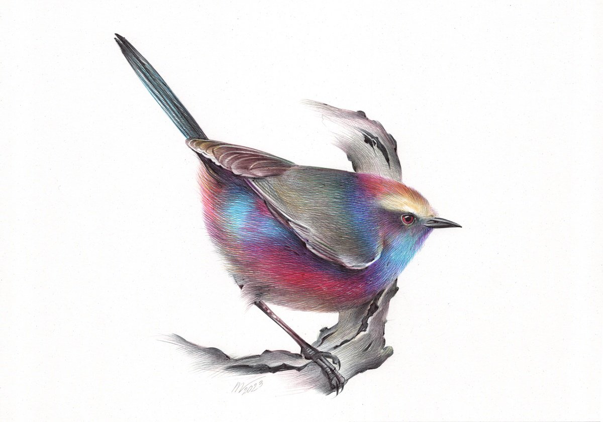 White-browed Tit-warbler (Realistic Ballpoint Pen Bird Portrait) by Daria Maier