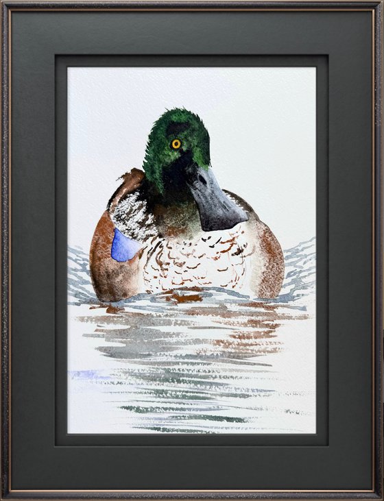 Wild drake hooded merganser