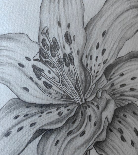 Lily