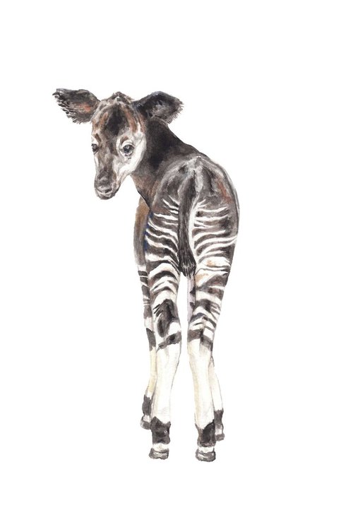 Baby Okapi Safari Animal Original Watercolor by Lauren Rogoff