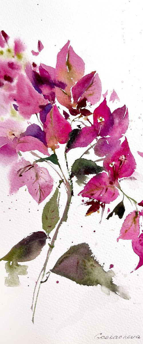 Bougainvillea by Eugenia Gorbacheva