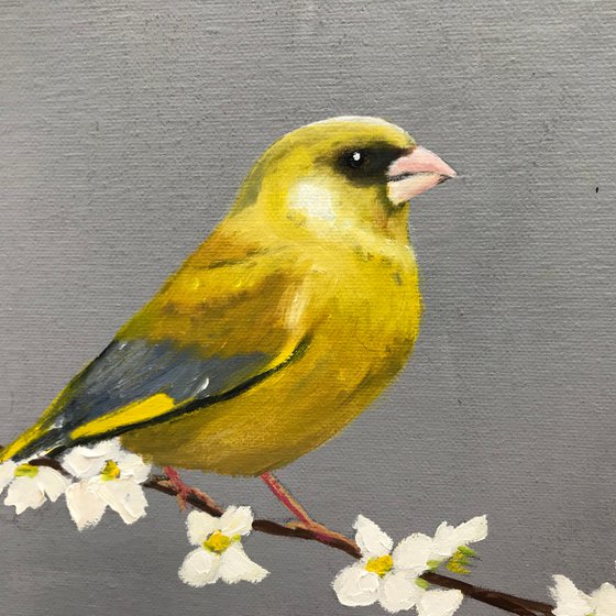 Greenfinch on Cherry Blossom II