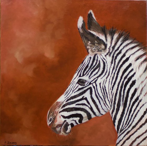 Baby Zebra Portrait
