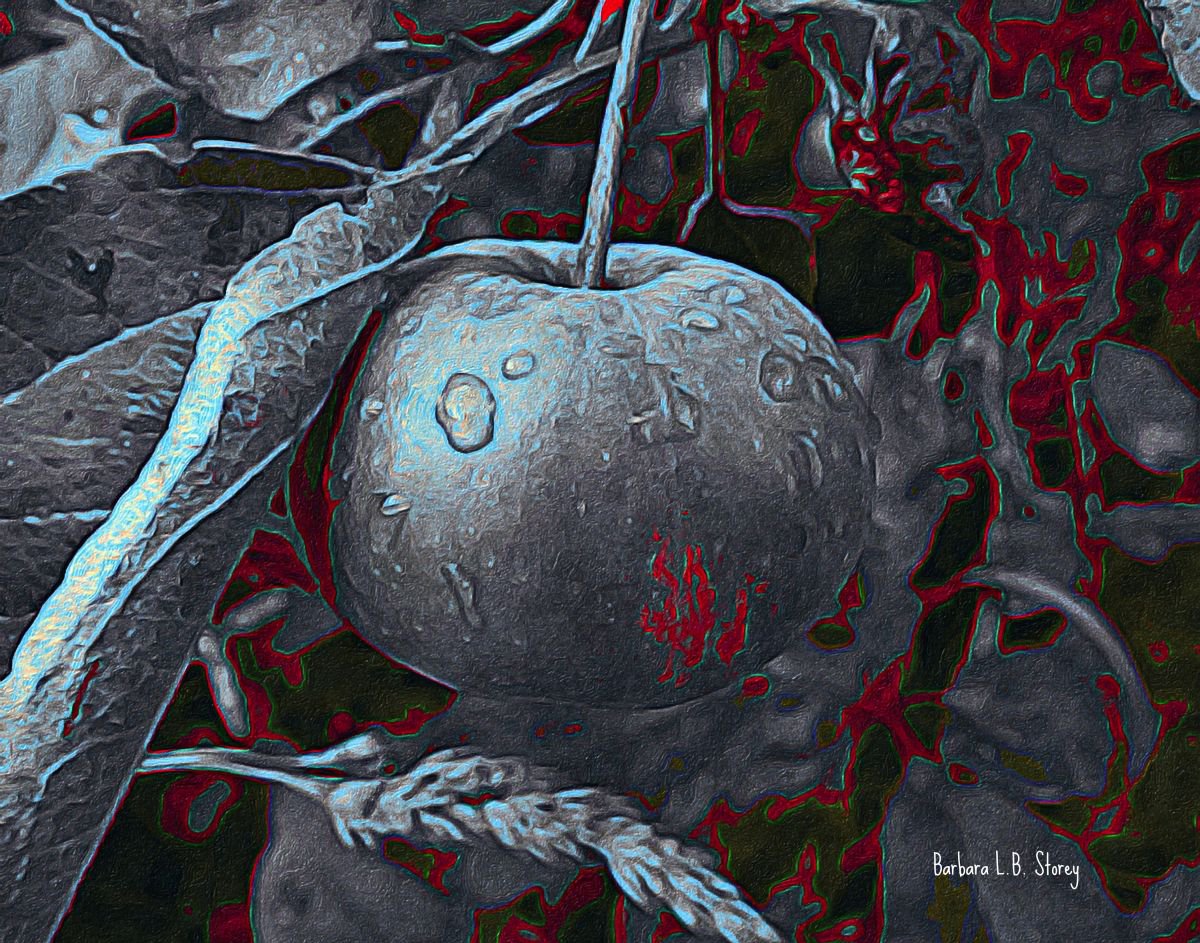 The Silver Apple by Barbara Storey