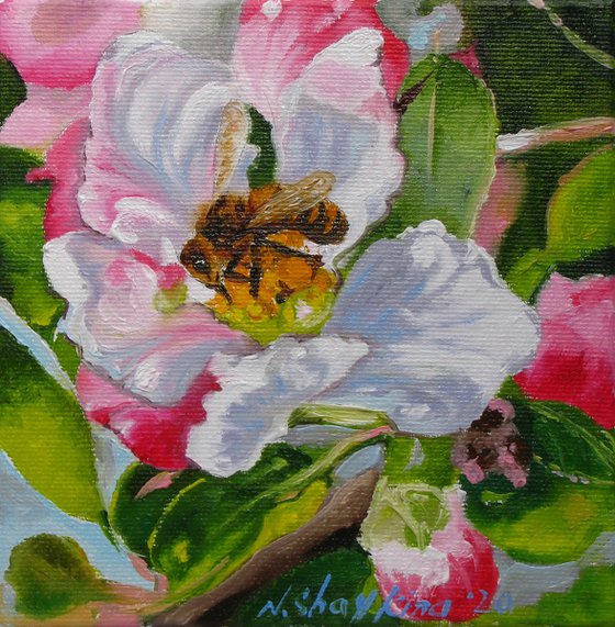 Bee on Apple Blossom
