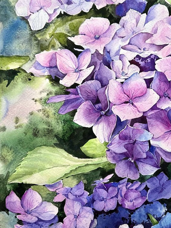 Violet hydrangea