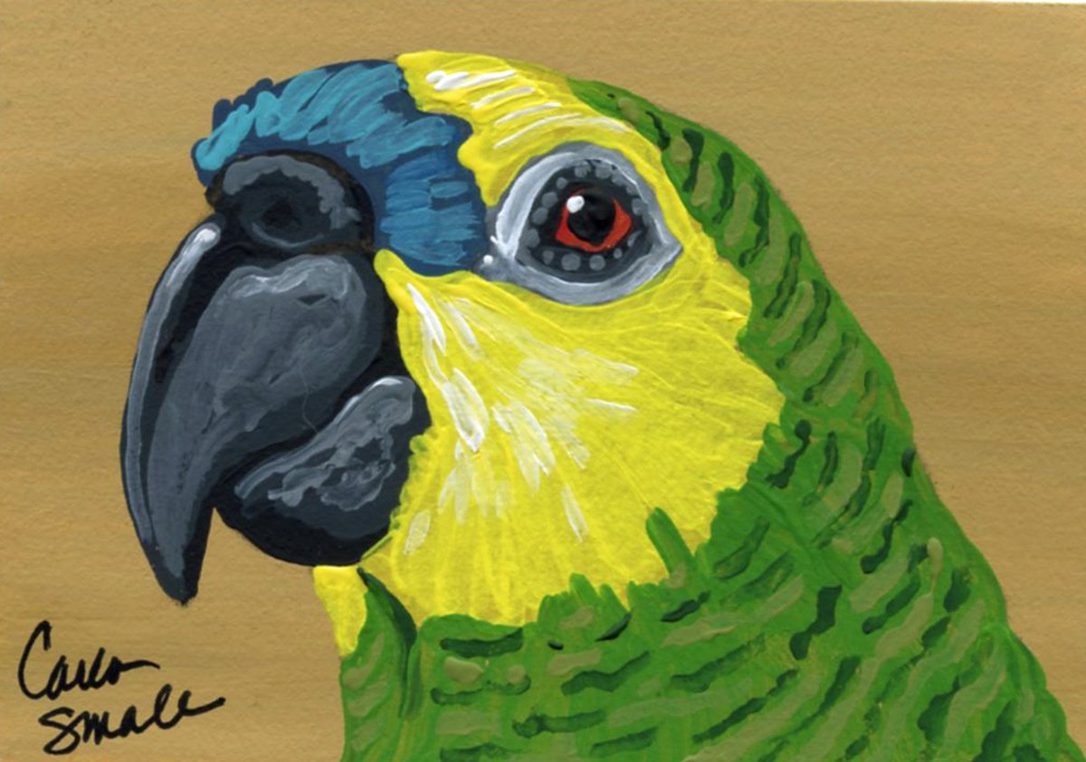 Amazon Parrot by Carla Smale