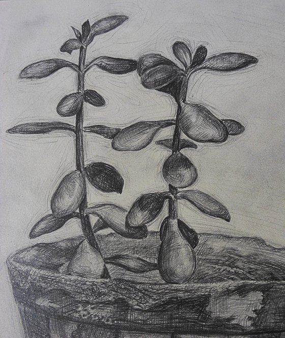 The plant in an old vase, still life, drawing