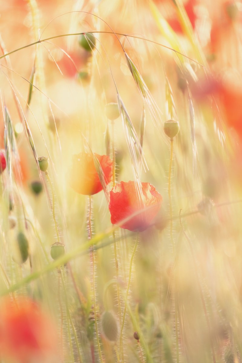 Botanical Photograph By Paul Nash, 16 X 24", Amongst The Poppies, Original Artwork