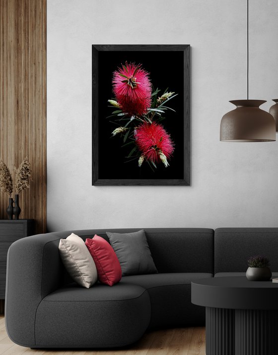 Red Bottlebrush