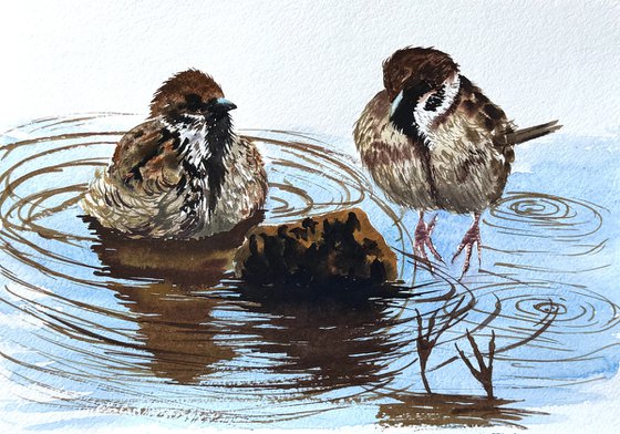 A Pair of Wild sparrows Birds
