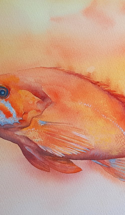 Orange Watercolour Fish - large original rockfish painting by Alison Fennell