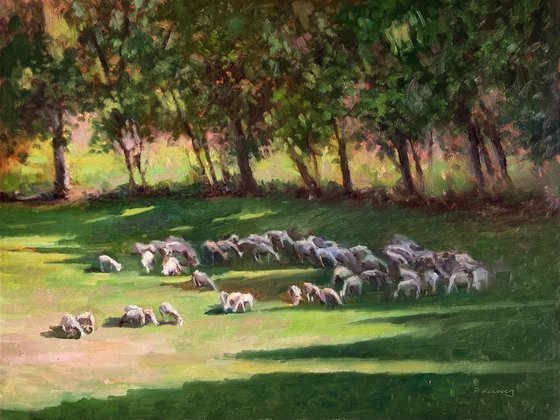 Flock of Sheep in Provence