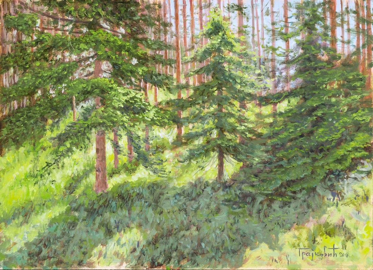 Sun in the Pine Forest by Dejan Trajkovic