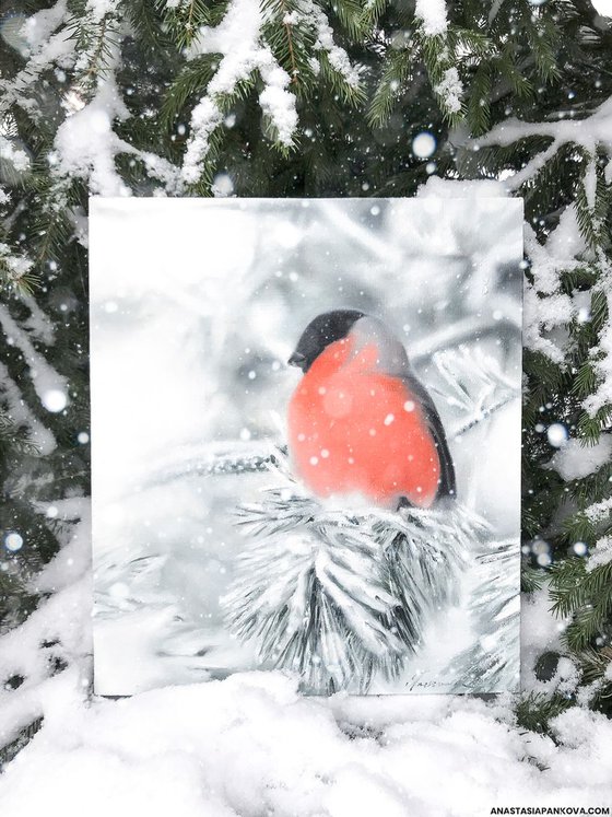Bullfinch