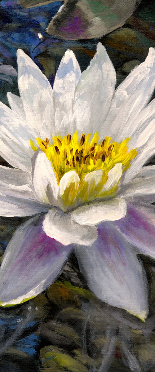 Water Lily by Steph Moraca