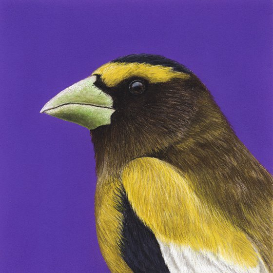 Original pastel drawing bird "Evening grosbeak"