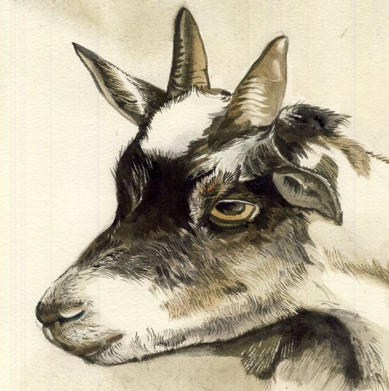Gentle Goat
