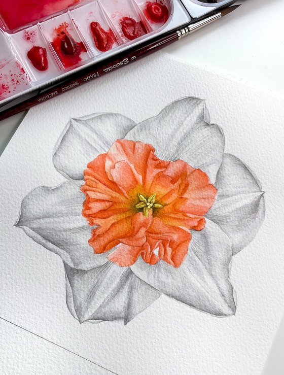 Narcissus Precocious Coral Watercolor