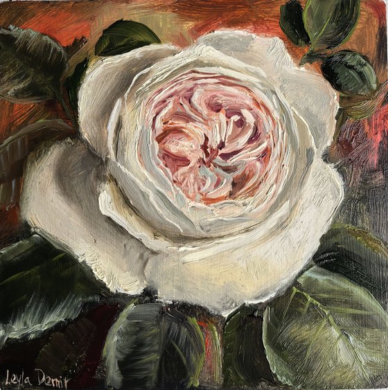 Pink roses still life