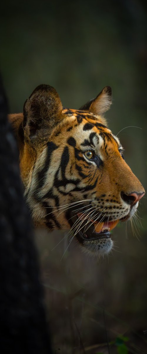 The Eye of the Tiger by Nick Dale